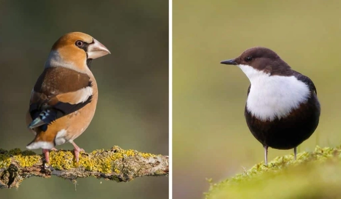 Italy birdwatching Italy birdwatching