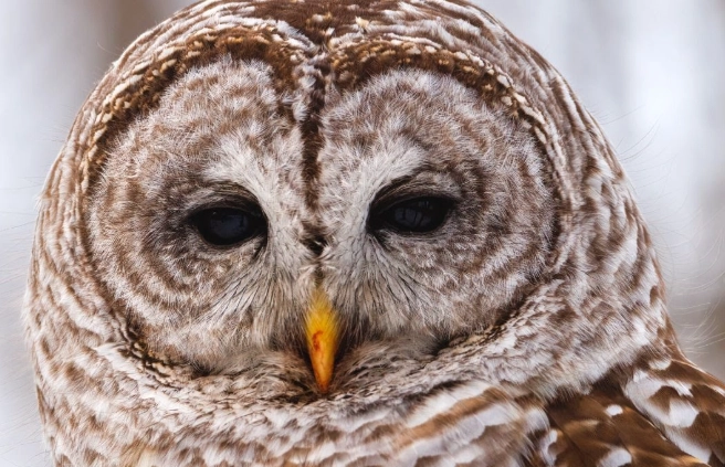 barred owl call meaning barred owl call meaning