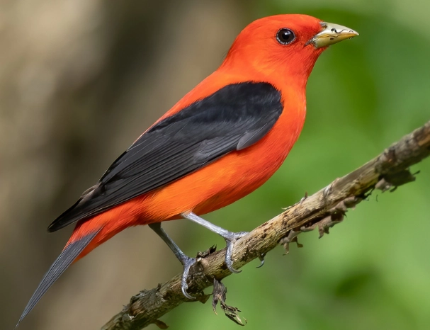 scarlet tanager bird scarlet tanager bird