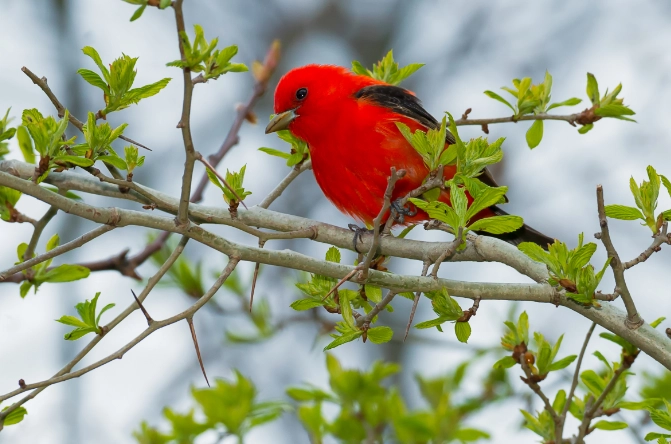 scarlet tanager identification scarlet tanager identification