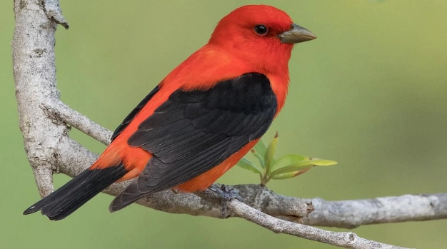 scarlet tanager identification scarlet tanager identification