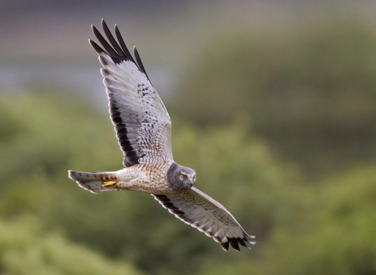 identify northern harrier