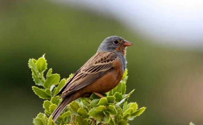 best birdwatching Greece