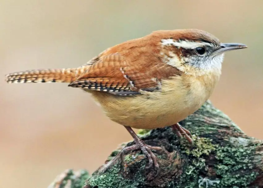 carolina wren call