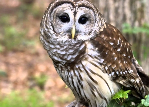 identify barred owl call identify barred owl call