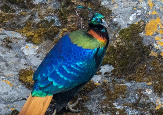 Himalayan birds