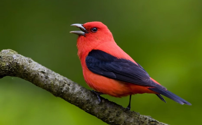 where to see scarlet tanager where to see scarlet tanager