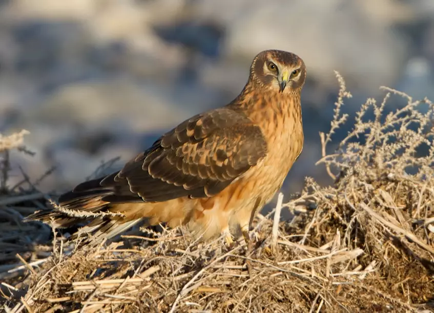northern harrier birding