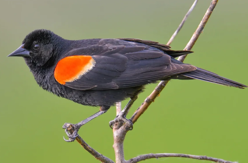 where to see red-winged blackbirds where to see red-winged blackbirds