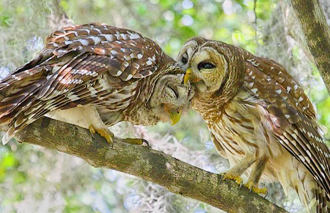 barred owl call meaning barred owl call meaning