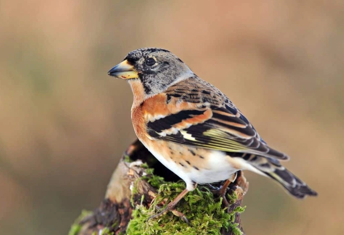 birds of Italy birds of Italy