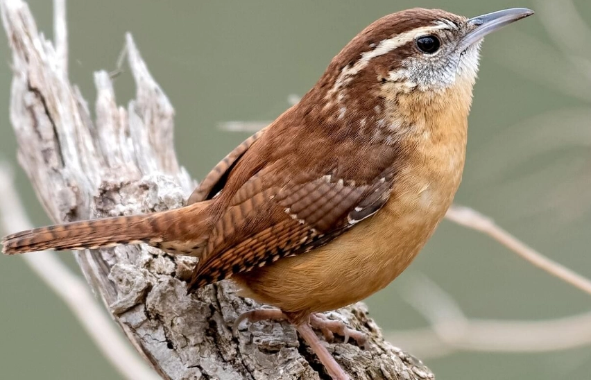 carolina wren call