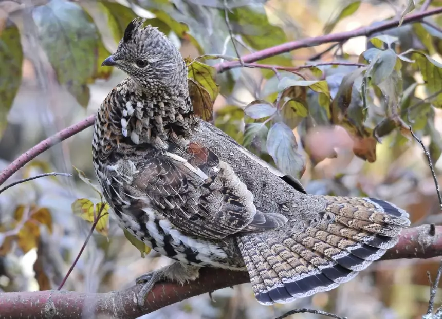 ruffed grouse identification ruffed grouse identification