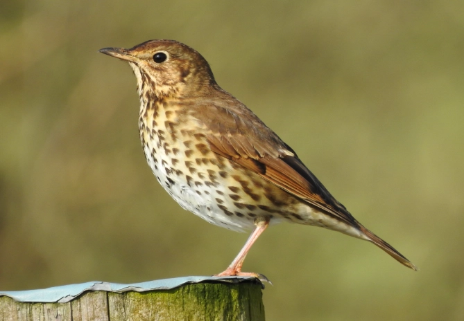 thrush bird identification guide
