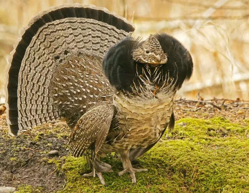ruffed grouse habitat ruffed grouse habitat