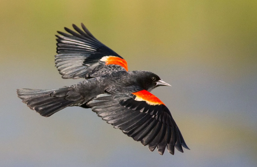 attract red-winged blackbirds