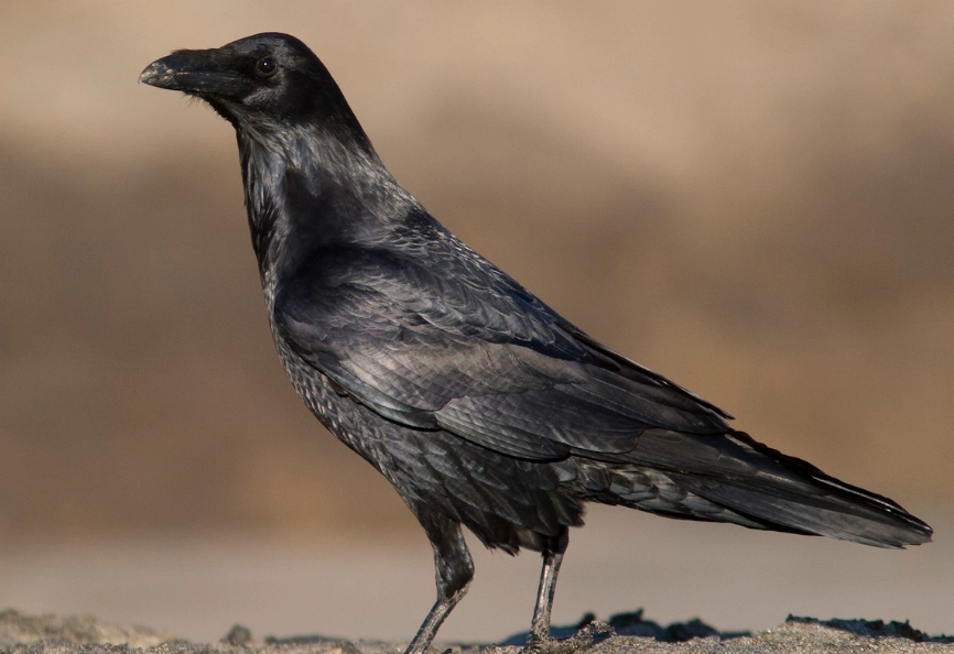common raven