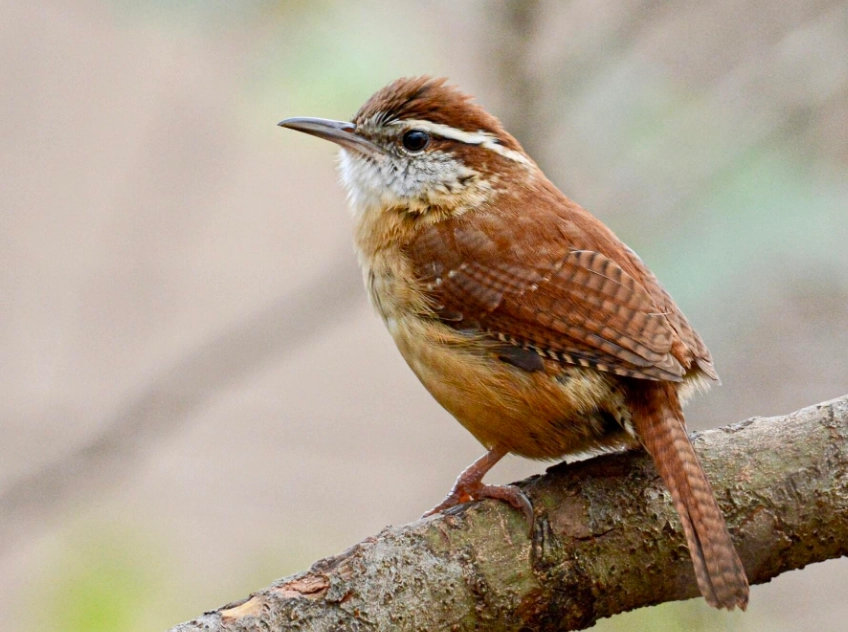 carolina wren identification