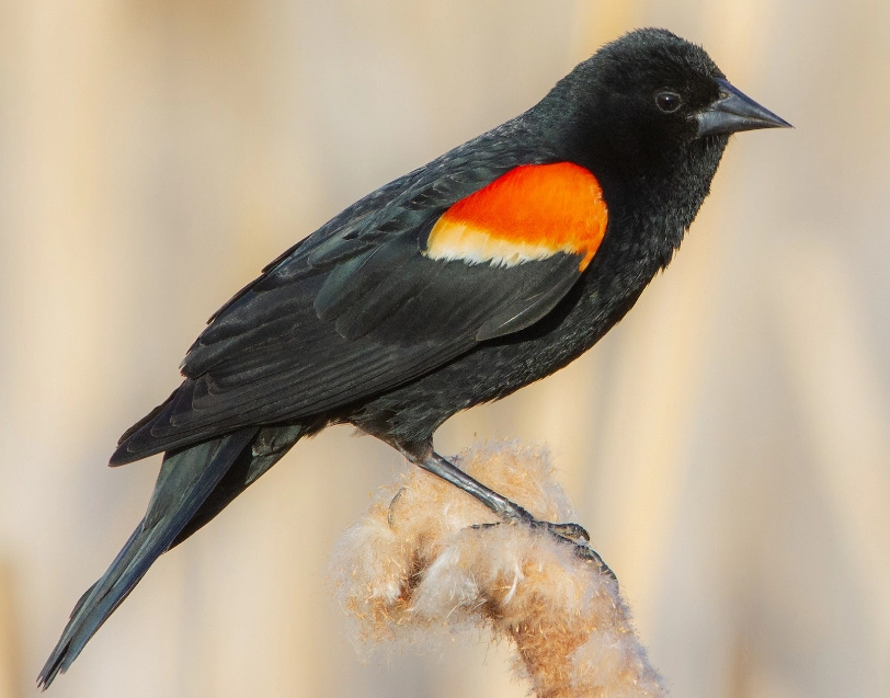 red-winged blackbird identification red-winged blackbird identification
