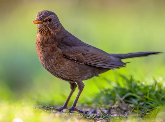 how to identify thrush birds