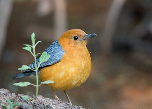 thailand bird species