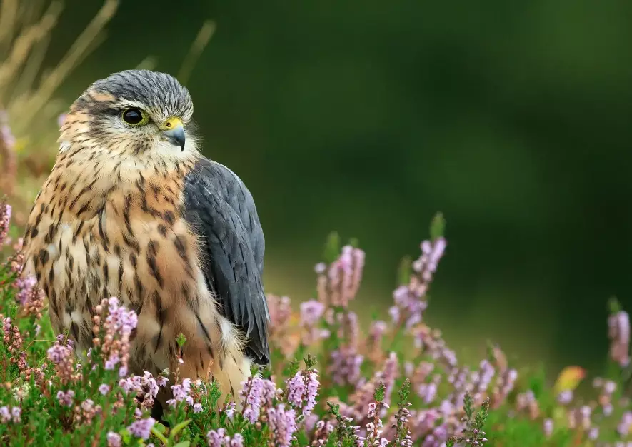 bird identification app