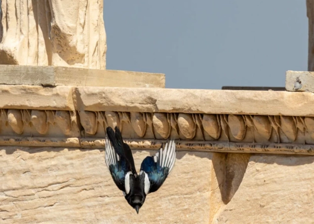 birds of Greece islands