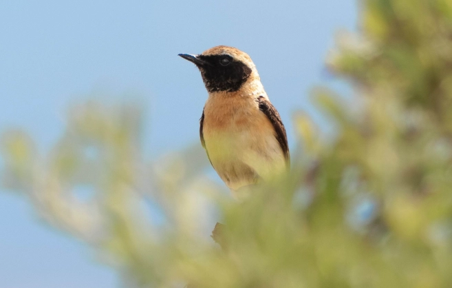 Aegean islands birdwatching