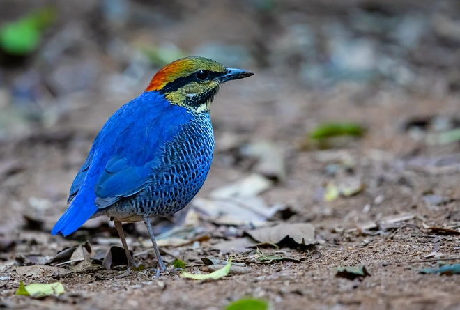 tropical birds thailand