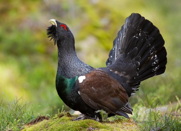 British garden birds