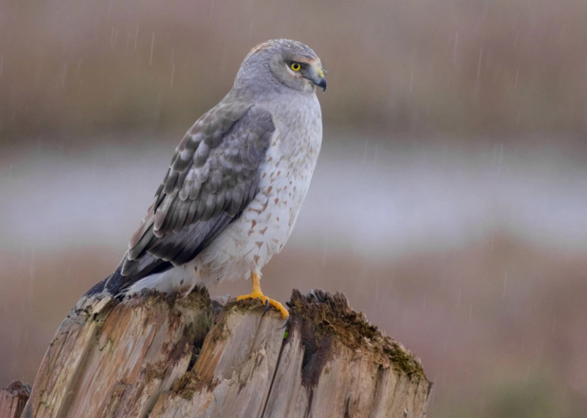 northern harrier birding