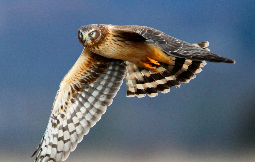 northern harrier vs hawk