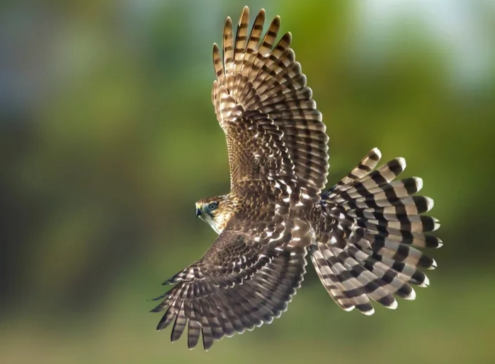 coopers hawk identification coopers hawk identification