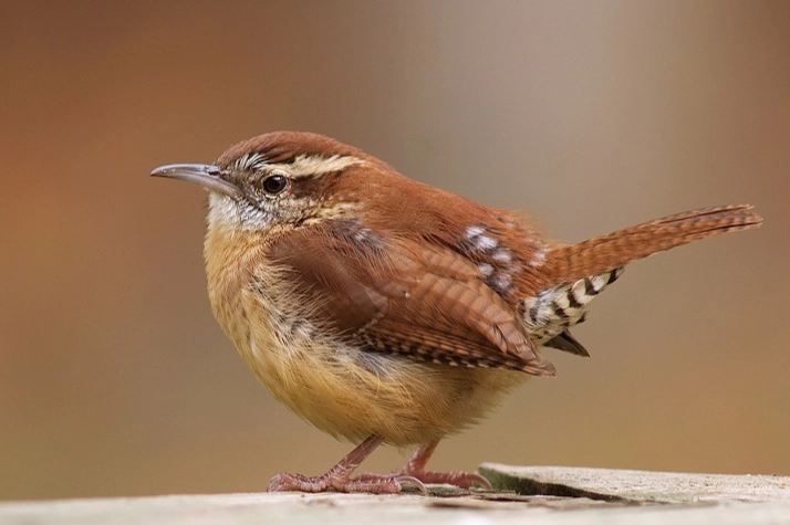 carolina wren identification