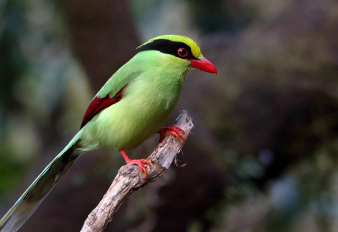 bird watching Himalayas