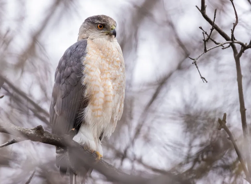 coopers hawk behavior coopers hawk behavior