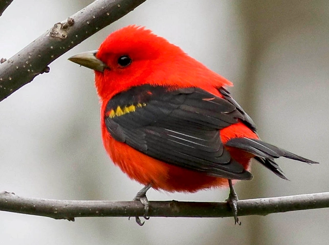 where to see scarlet tanager where to see scarlet tanager