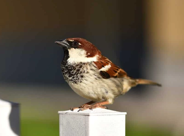 Italian bird species checklist Italian bird species checklist