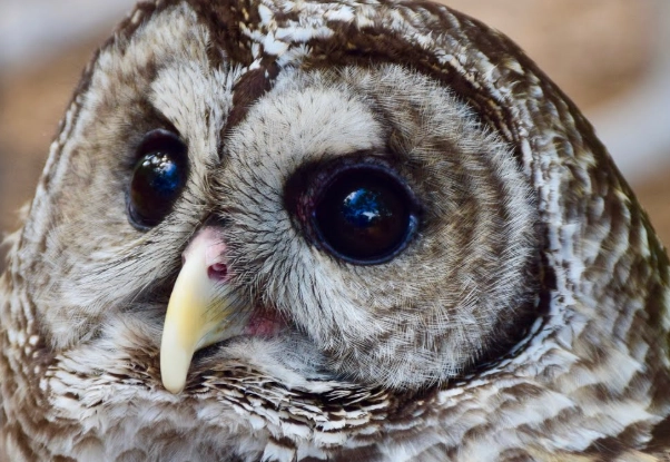 identify barred owl call identify barred owl call