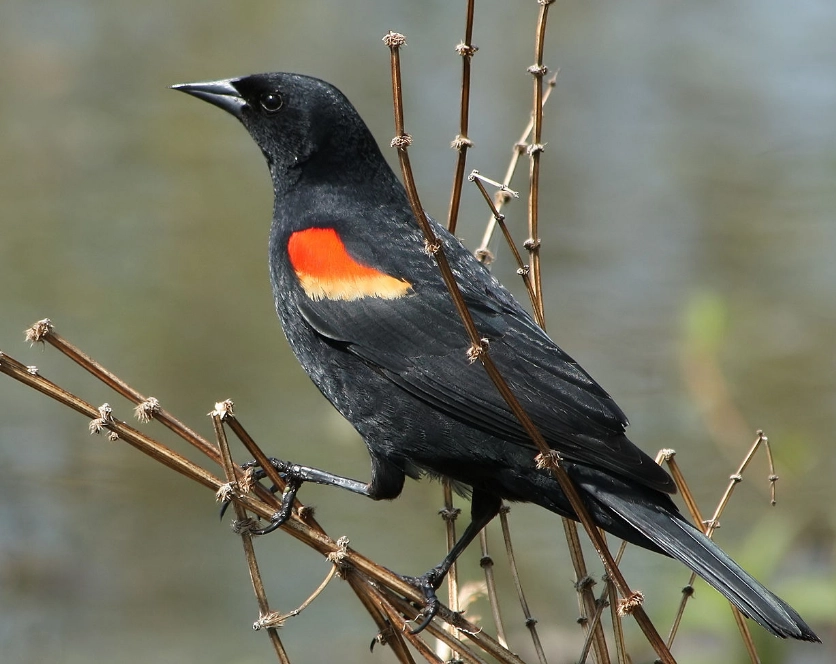 where to see red-winged blackbirds where to see red-winged blackbirds