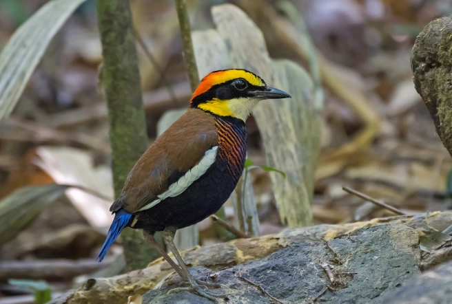 thailand bird species