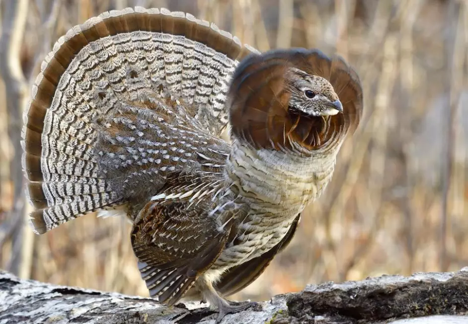 ruffed grouse identification ruffed grouse identification