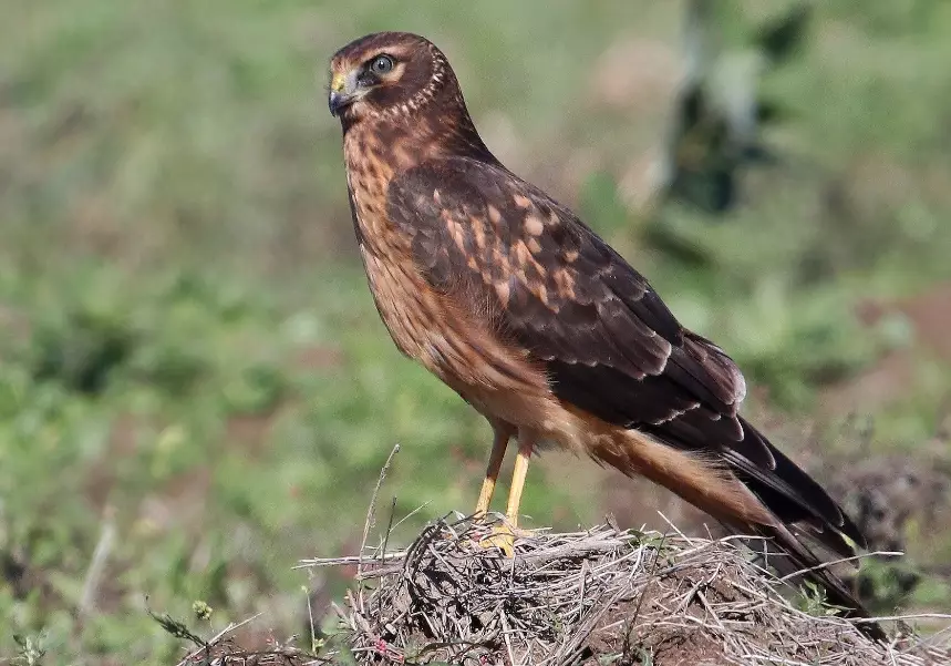 northern harrier birding