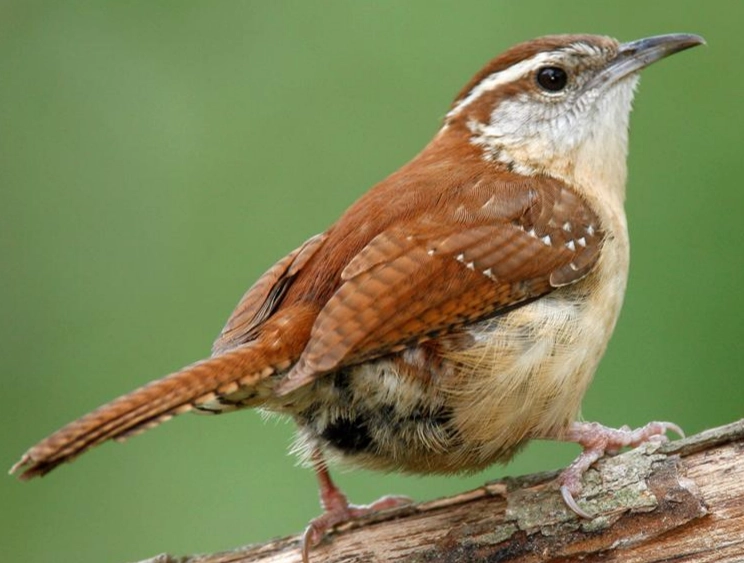 attract carolina wren