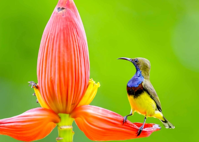 birdwatching thailand