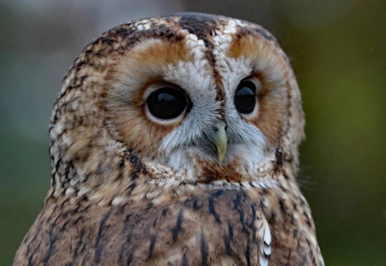 barred owl sounds barred owl sounds