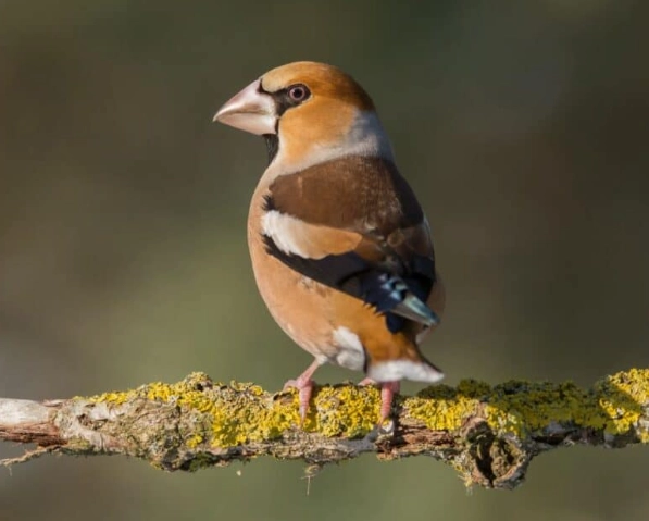 Italy birdwatching Italy birdwatching