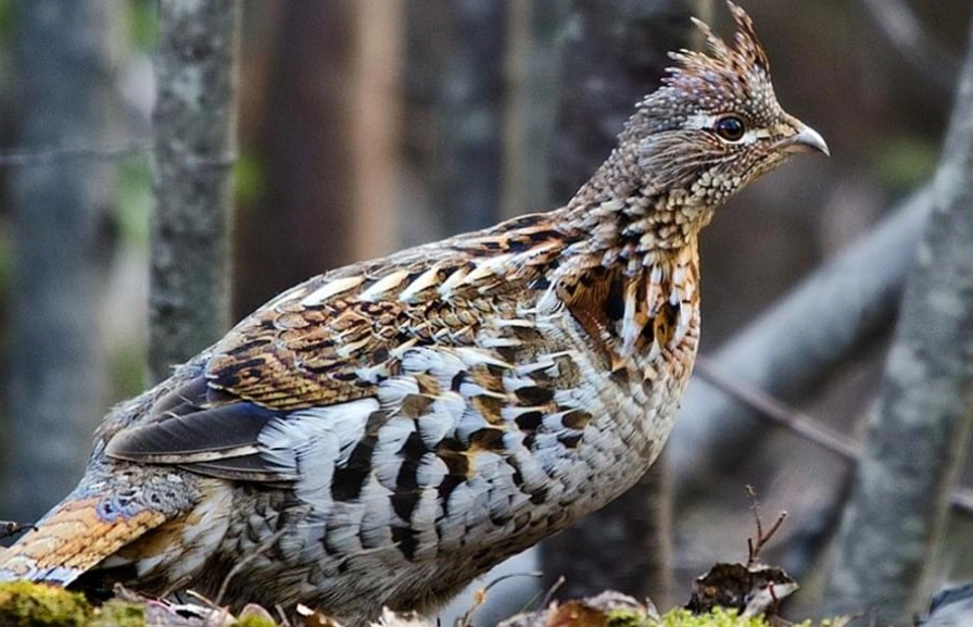 ruffed grouse drumming ruffed grouse drumming