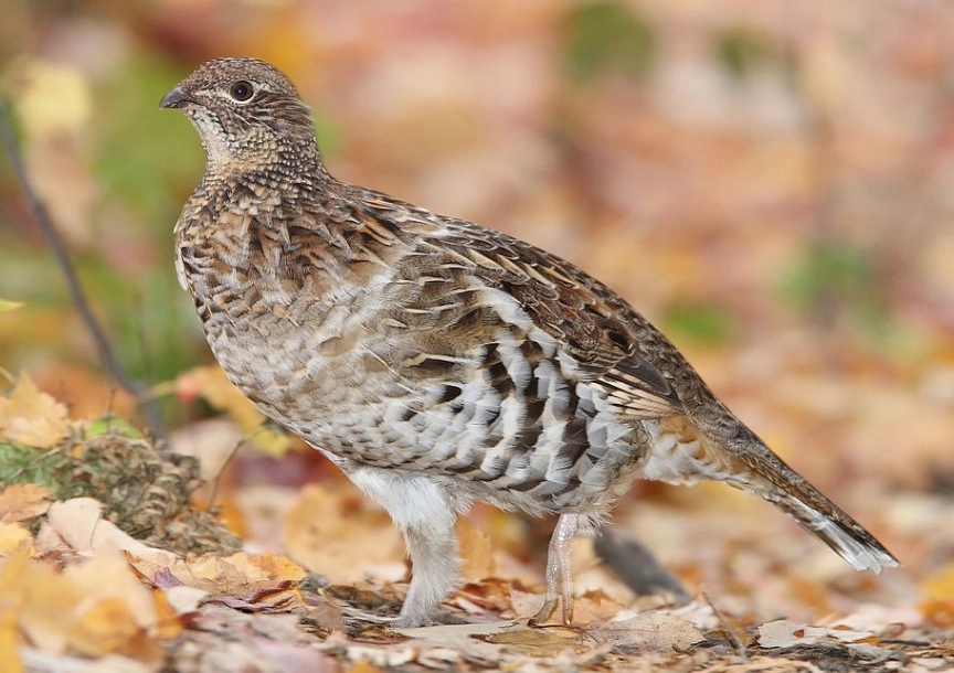 ruffed grouse habitat ruffed grouse habitat