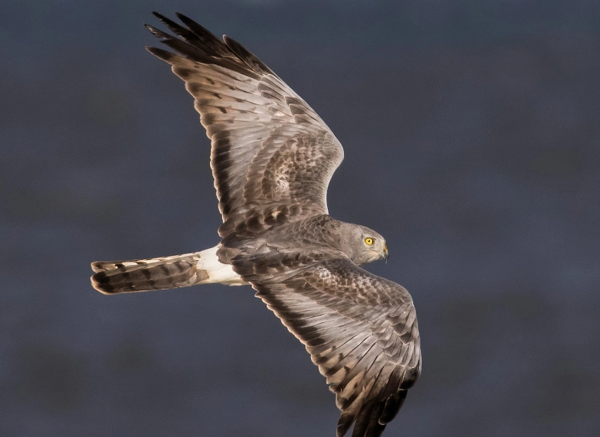 northern harrier vs hawk